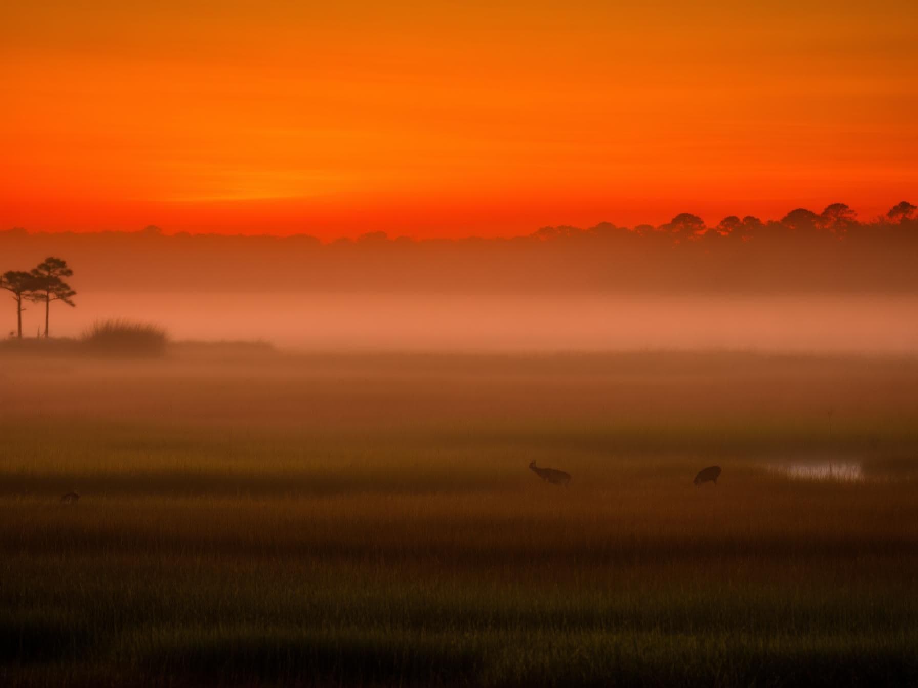Exploring Chincoteague National Wildlife Refuge: Tips for Nature Lovers