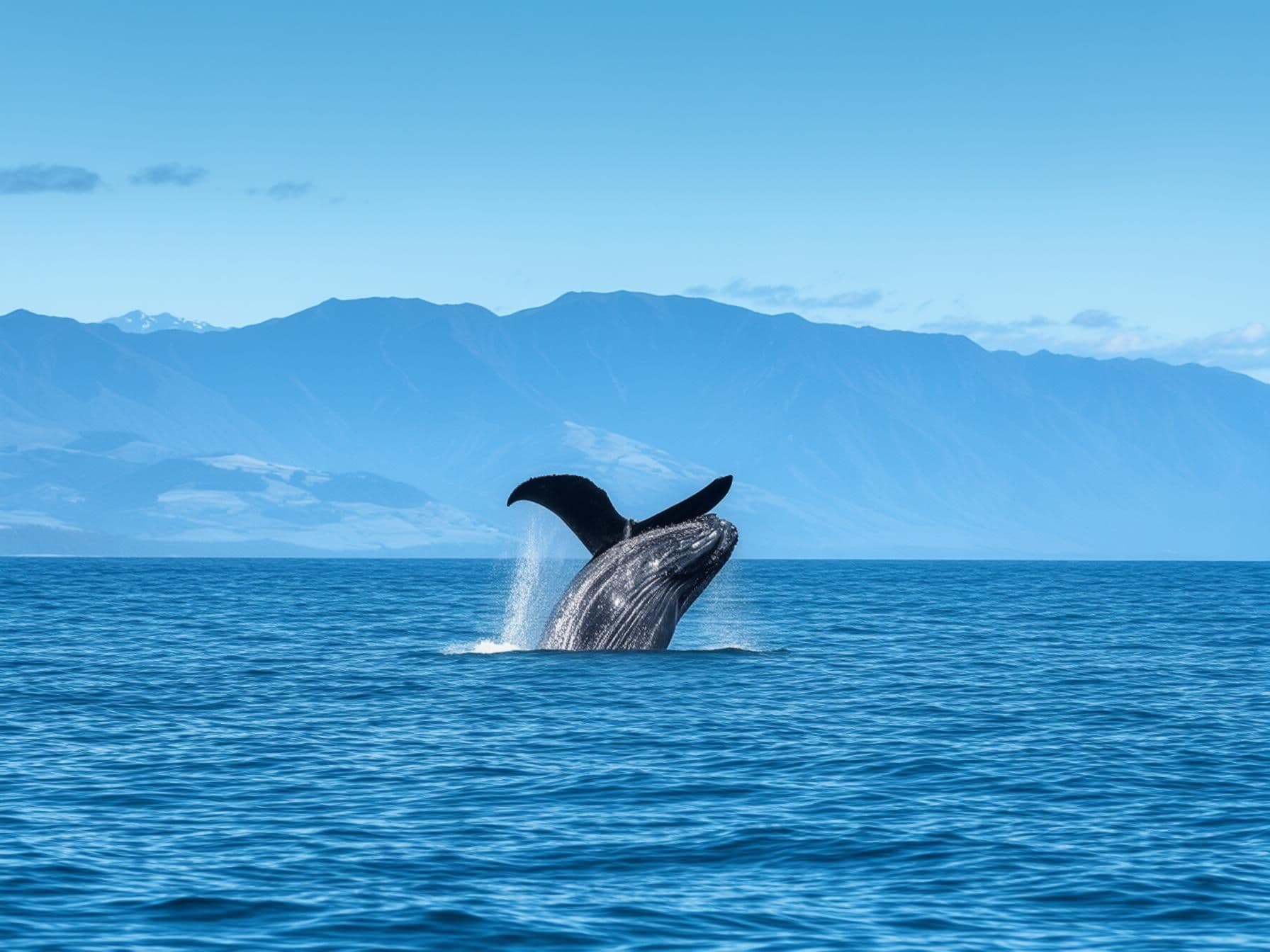 Whale Watching Wonders: Exploring Kaikoura's Marine Giants
