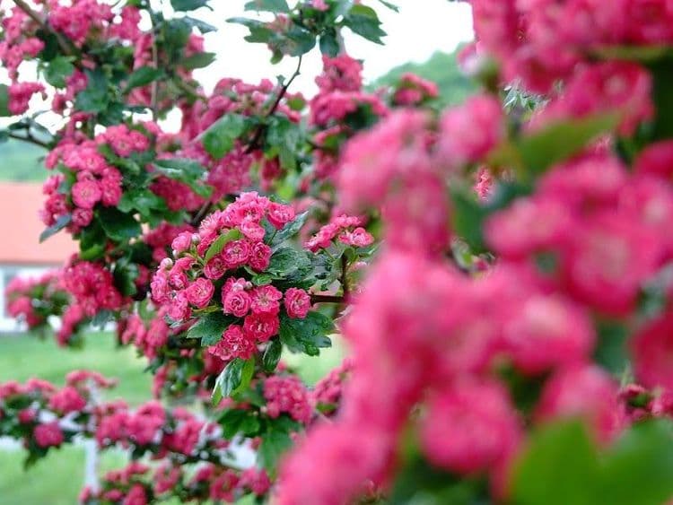 Kaláris Vendégház - Hollókő - Hungary