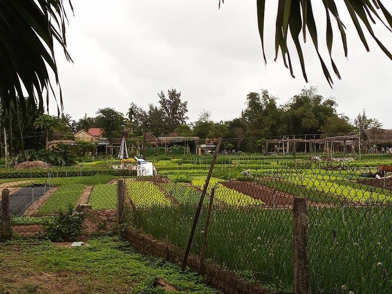 Visit the Tra Que Vegetable Village