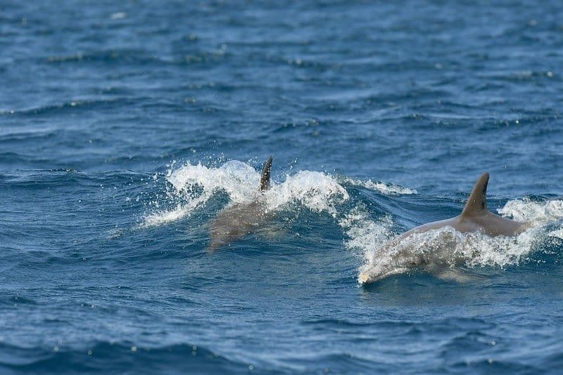 Snorkeling and Diving at Kisite-Mpunguti Marine Park