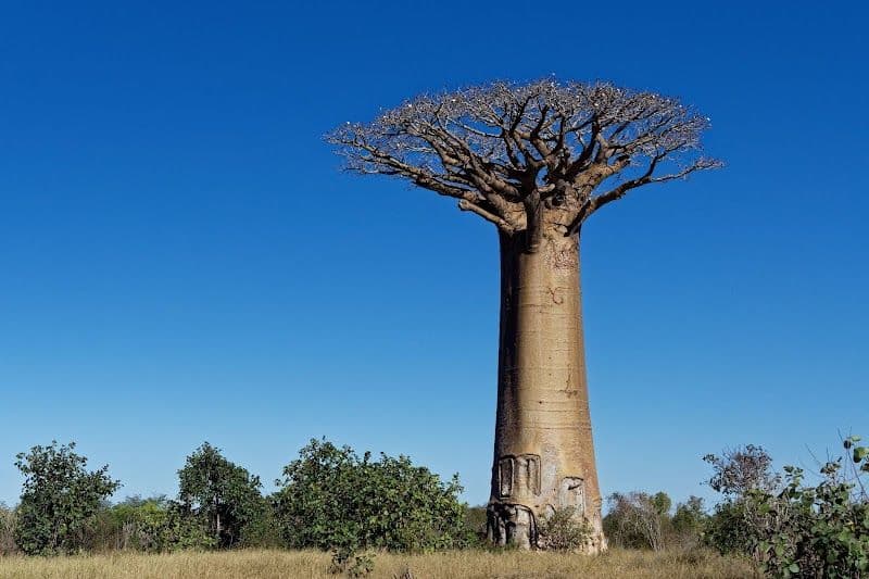 Kirindy Forest Reserve