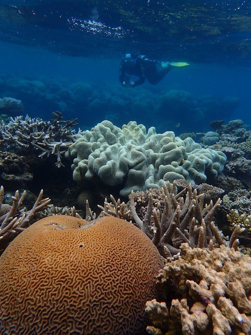 Great Barrier Reef Snorkeling and Diving