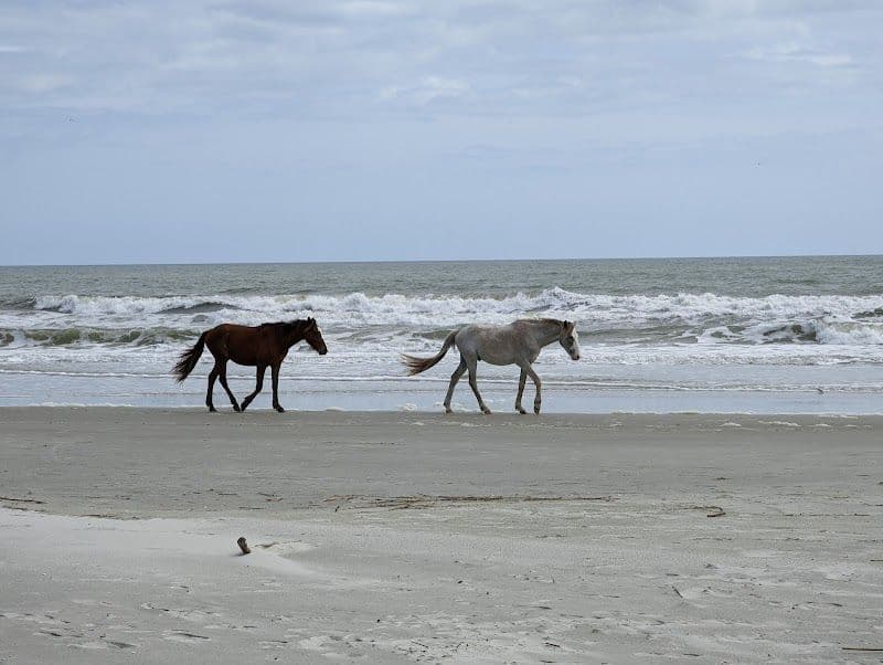 Assateague Island and Beach
