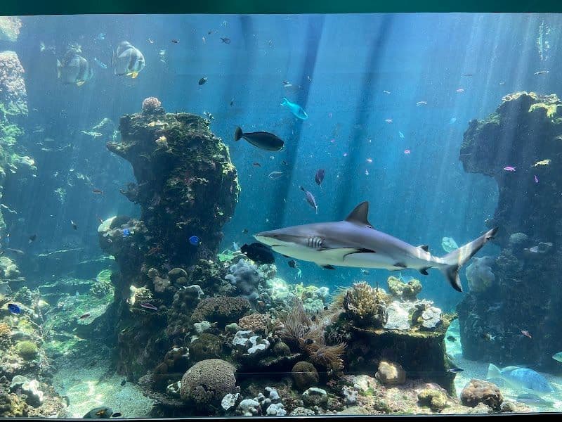 Lagoon Aquarium