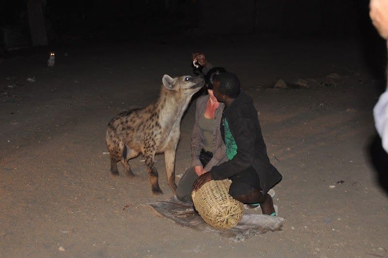 Feeding Hyenas at the Hyena Man Show