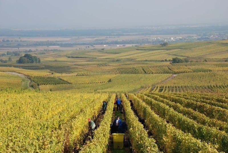 Enjoy Wine Tasting at Local Alsatian Vineyards