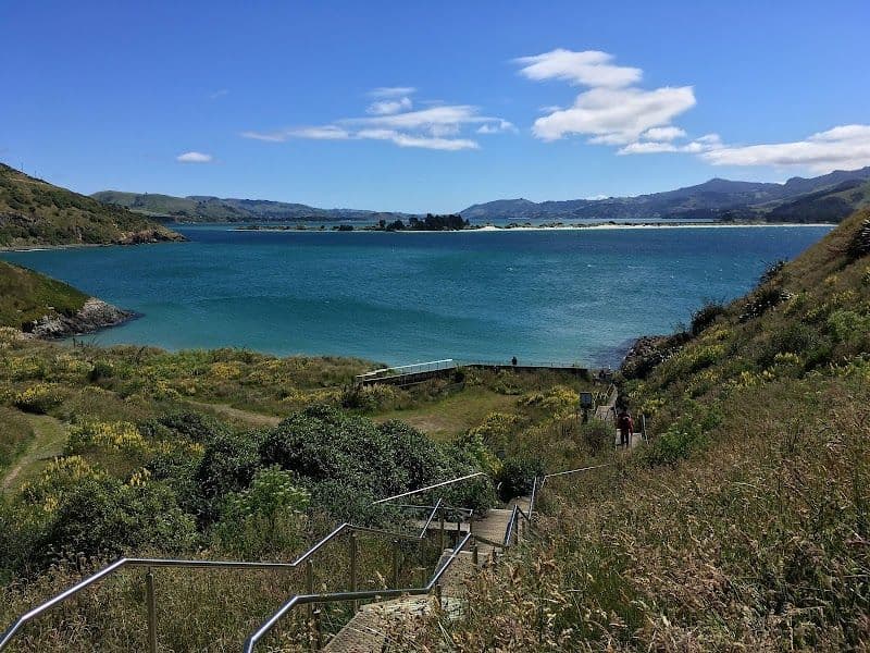 Visit the Royal Albatross Centre at Taiaroa Head