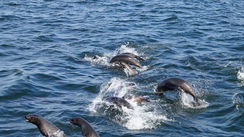 Catamaran dolphin and seal cruise in Walvis Bay Lagoon