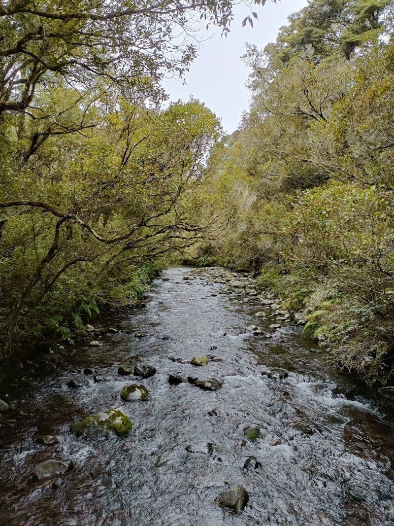 Mangawhero Forest
