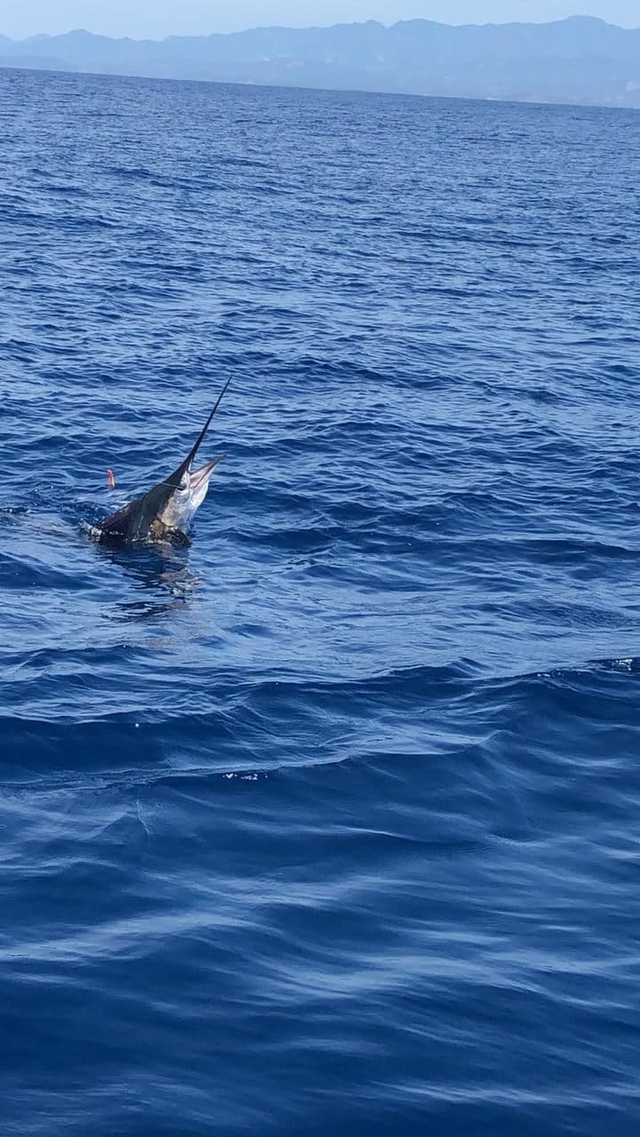 Go sport fishing in Zihuatanejo Bay
