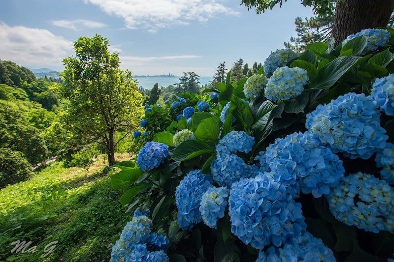 Explore the Batumi Botanical Garden