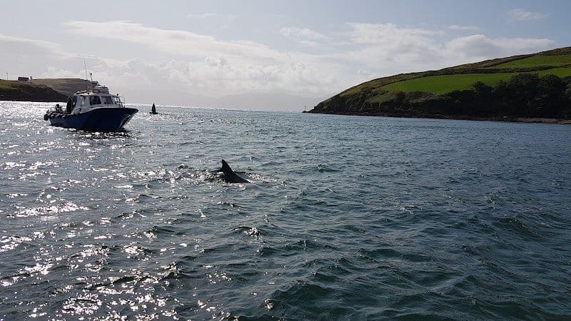 Take a boat tour to see Fungie the Dolphin and explore Dingle Bay