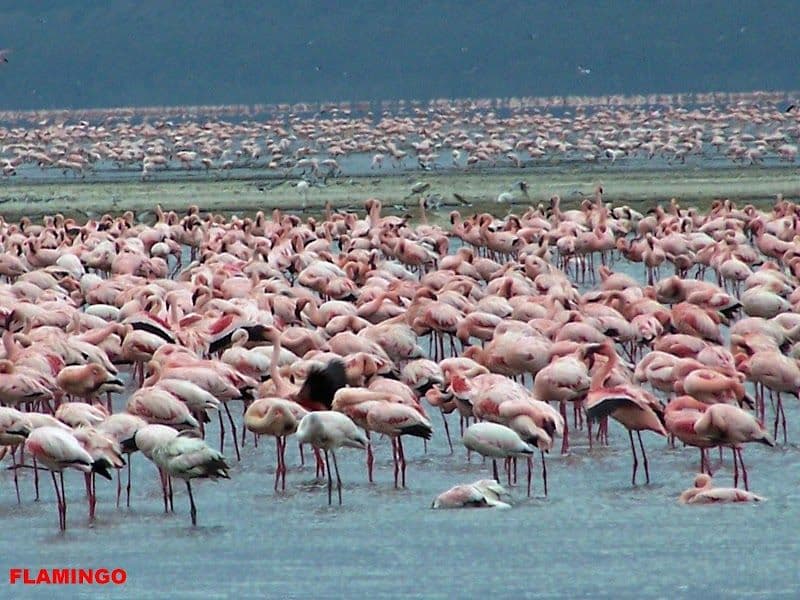 Lake Nakuru National Park