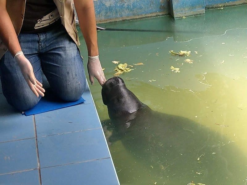 Tour the Manatee Rescue Center