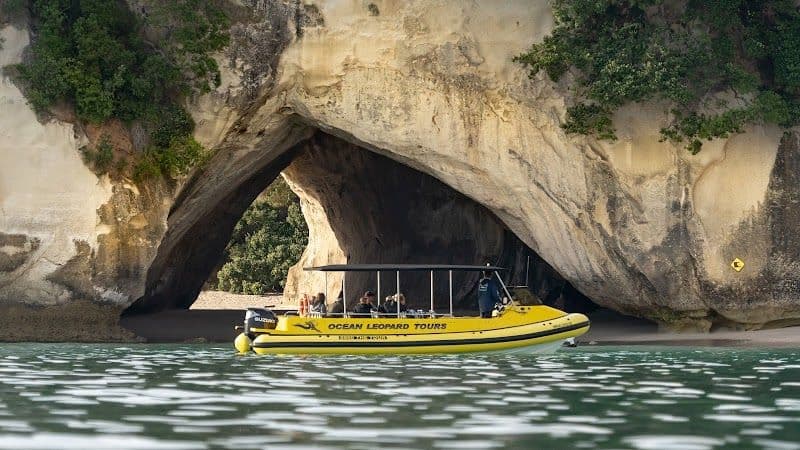 Ocean Leopard Cathedral Cove Boat Tours