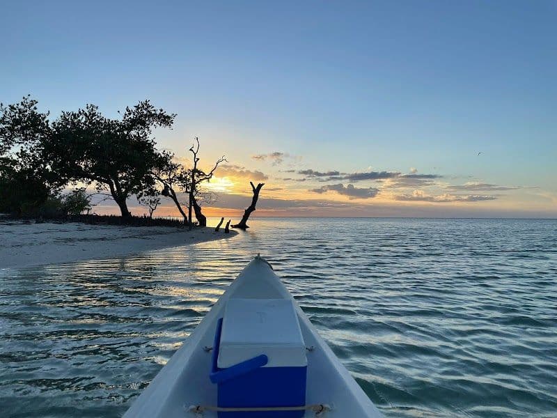 Watching Bioluminescence at Night