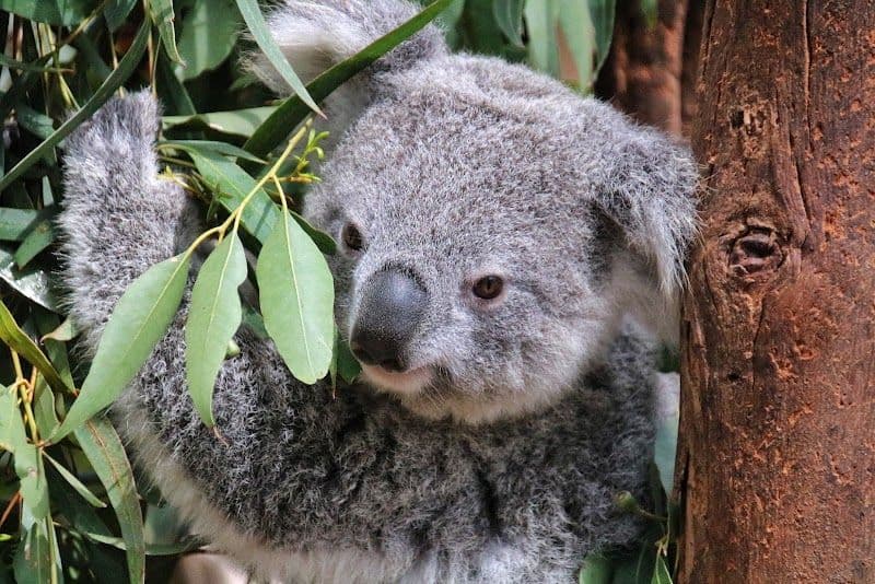 Featherdale Sydney Wildlife Park