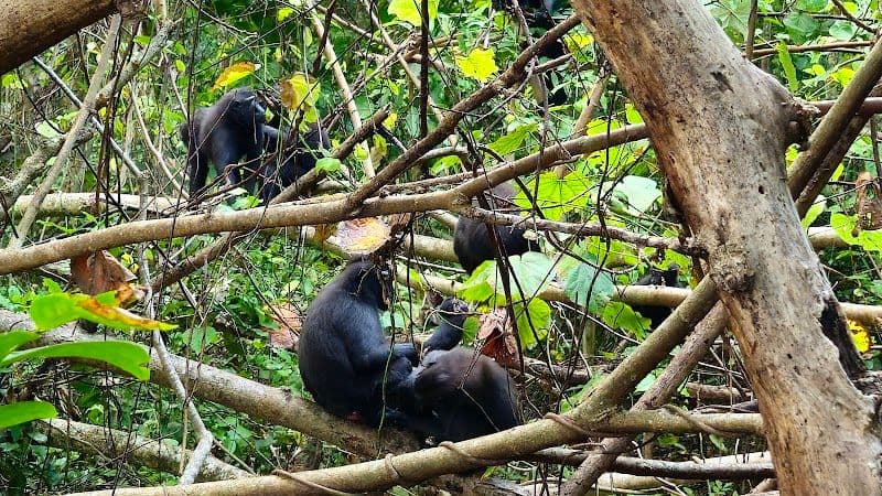 Visit the unique wildlife at Tangkoko Nature Reserve
