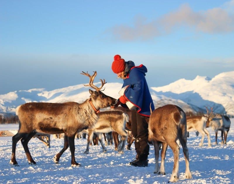 Experience a reindeer sledding tour with a Sami guide