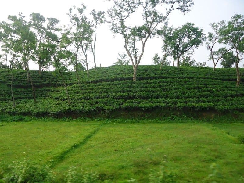 Visit a Tea Garden and Tea Research Institute