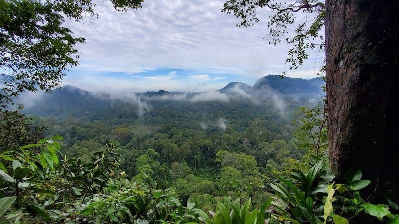 Explore Danum Valley Conservation Area