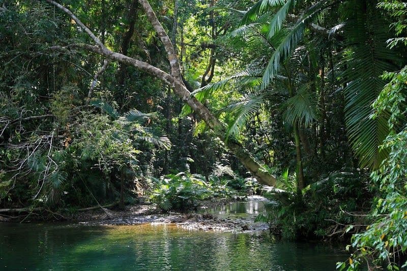 Daintree Rainforest Exploration