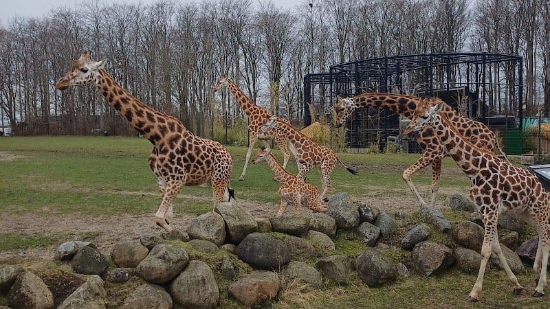 Aalborg Zoo
