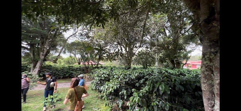 Visiting a Coffee Plantation Tour