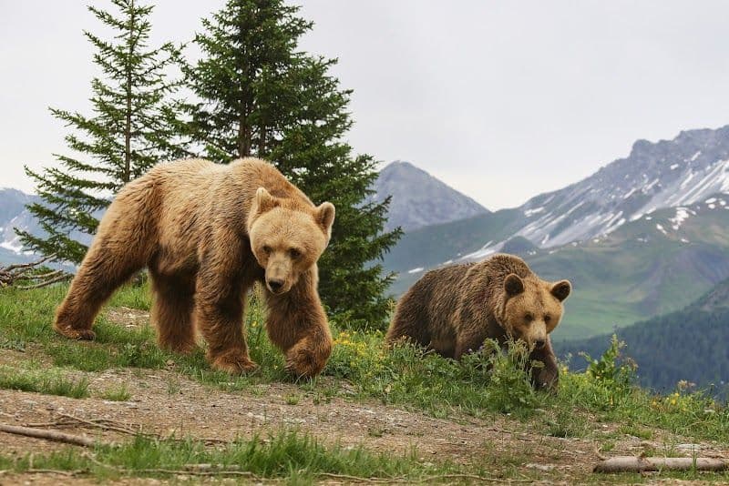 Visiting Arosa Bear Sanctuary