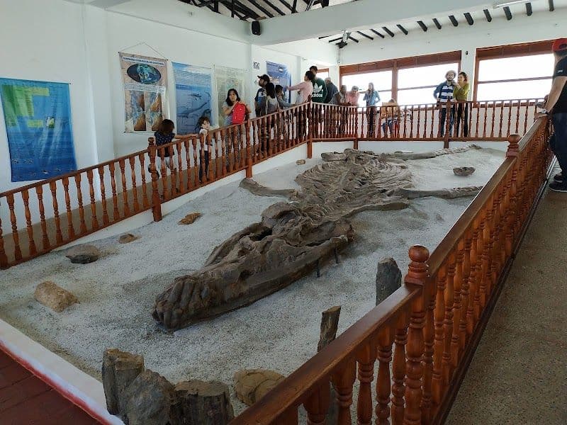 Visiting the Museo del Fosil