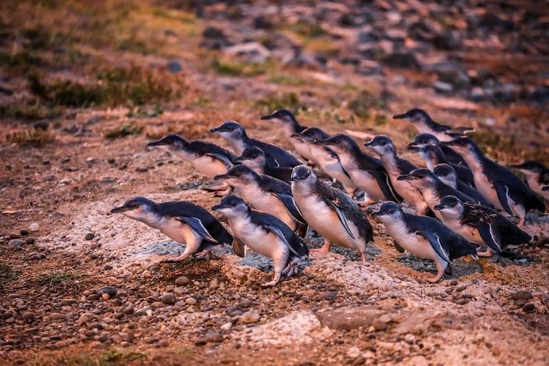 Visit the Oamaru Blue Penguin Colony