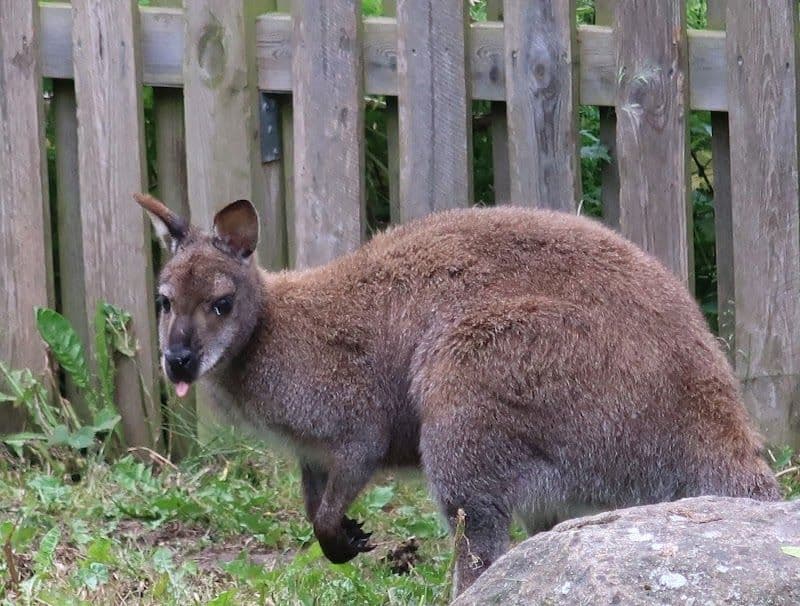 Hjørring Tierpark (Hjørring Zoo & Botanical Garden)