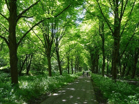Het Amsterdamse Bos