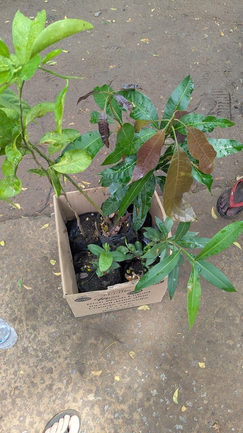 State Central Tree Nursery