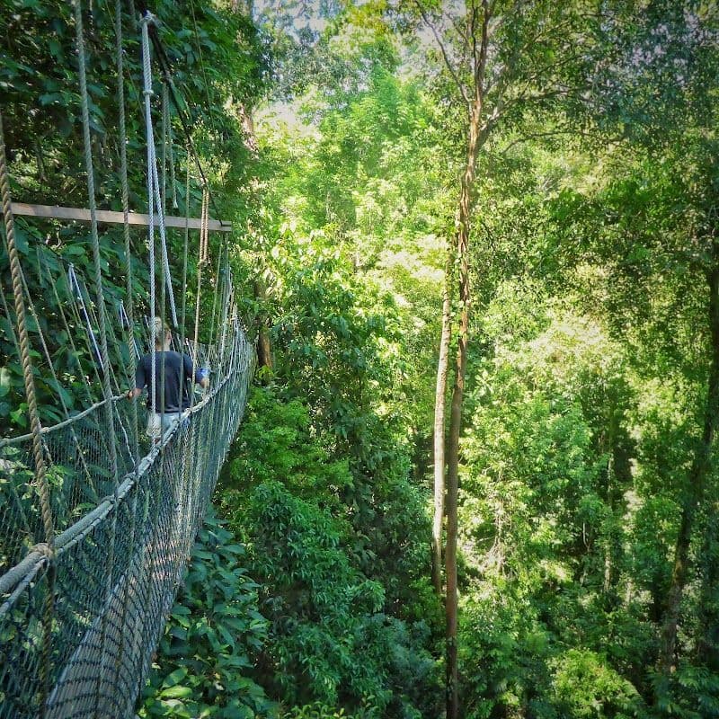 Canopy Walkway Experience