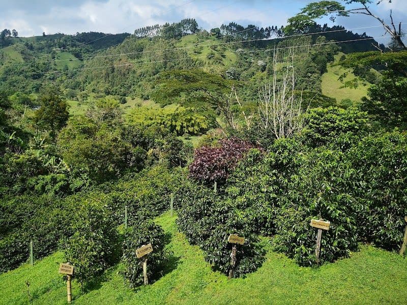 Visiting a Coffee Farm Tour