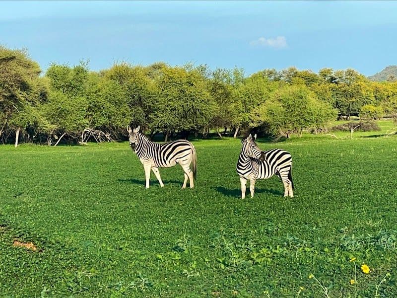 Explore the Gaborone Game Reserve