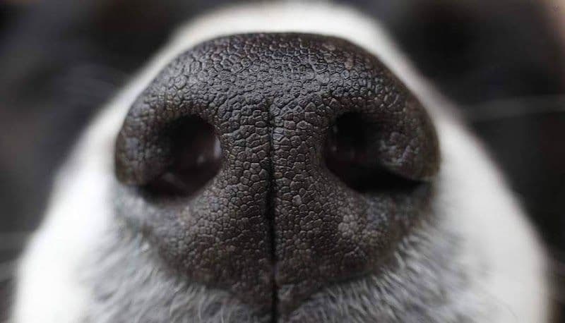 Truffle Hunting Experience