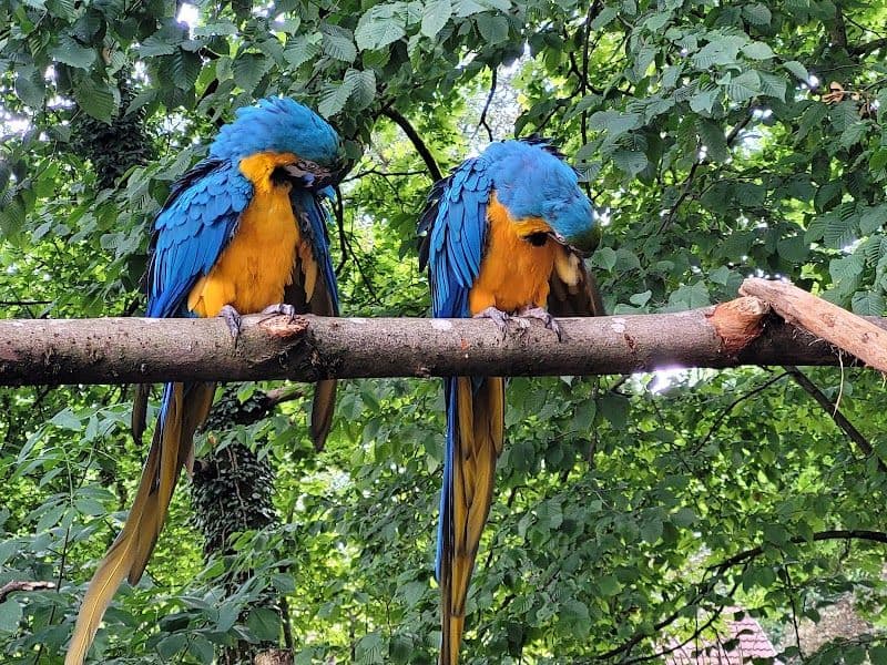 Tiergarten Wels (Wels Zoo)