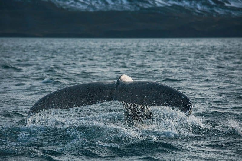 Whale Watching in Eyjafjörður