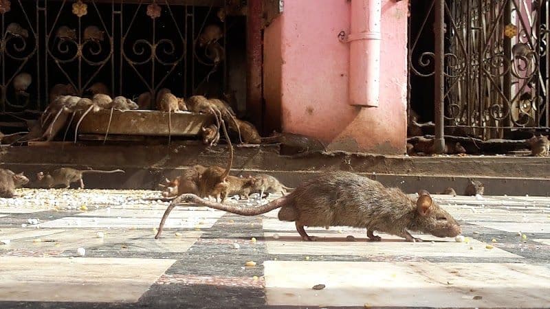 Visit the Karni Mata Temple (Rat Temple)