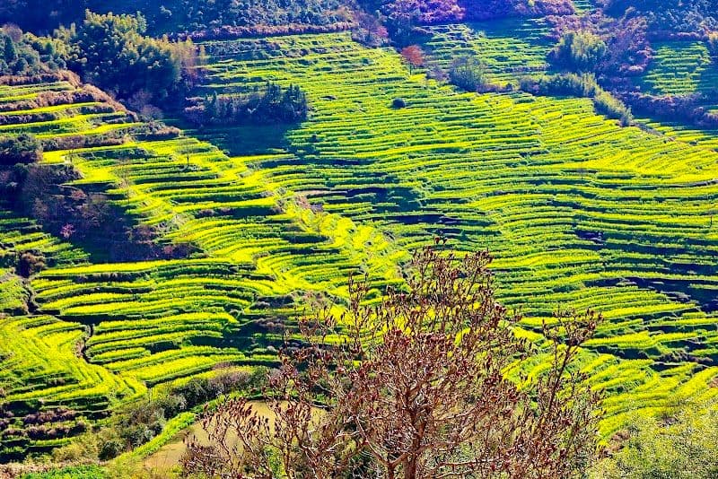 Hike through Jiangling Terrace Fields