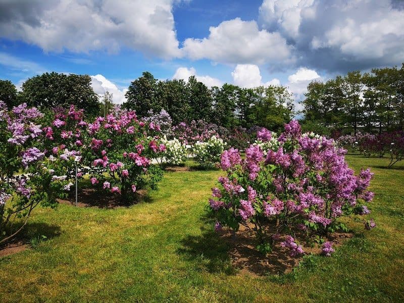 Explore the Lilac Garden (Dobele Lilac Park)