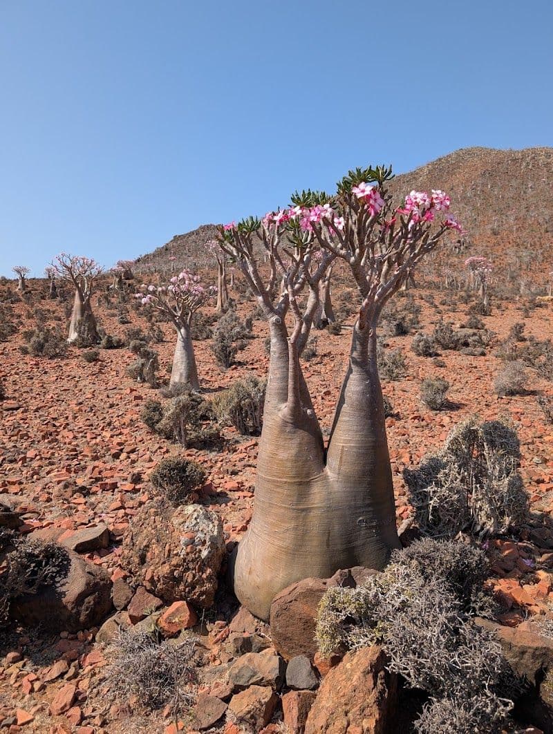 Socotra Eco-Tourism Restaurant