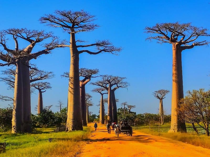 Allée des Baobabs - Morondava - Madagascar - Booked ai