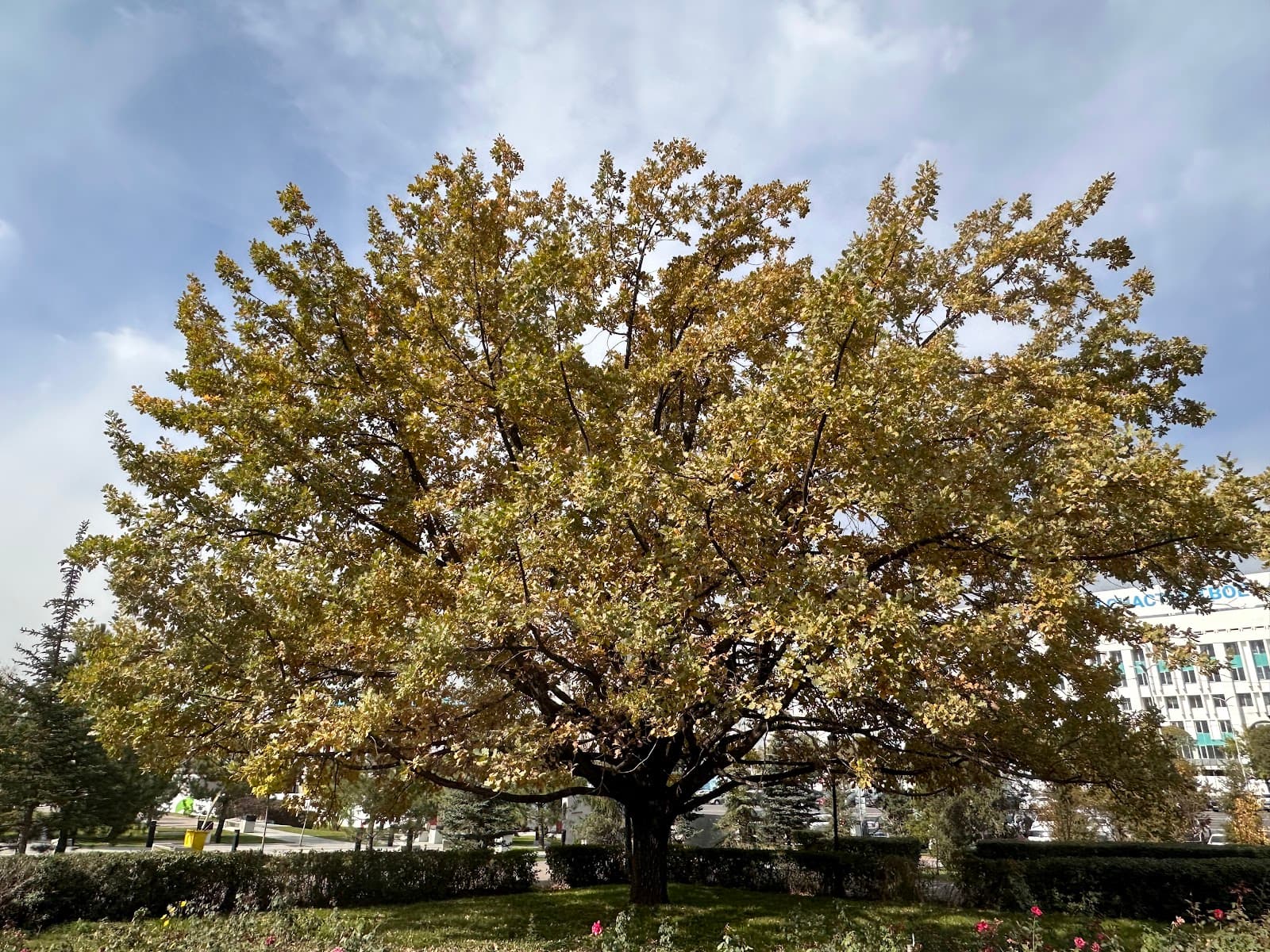 Giant Oak at the Square of Independence - Almaty - Kazakhstan
