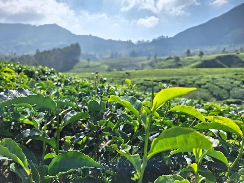 Munnar Tea Trail Tour - Devikulam - India - Booked ai
