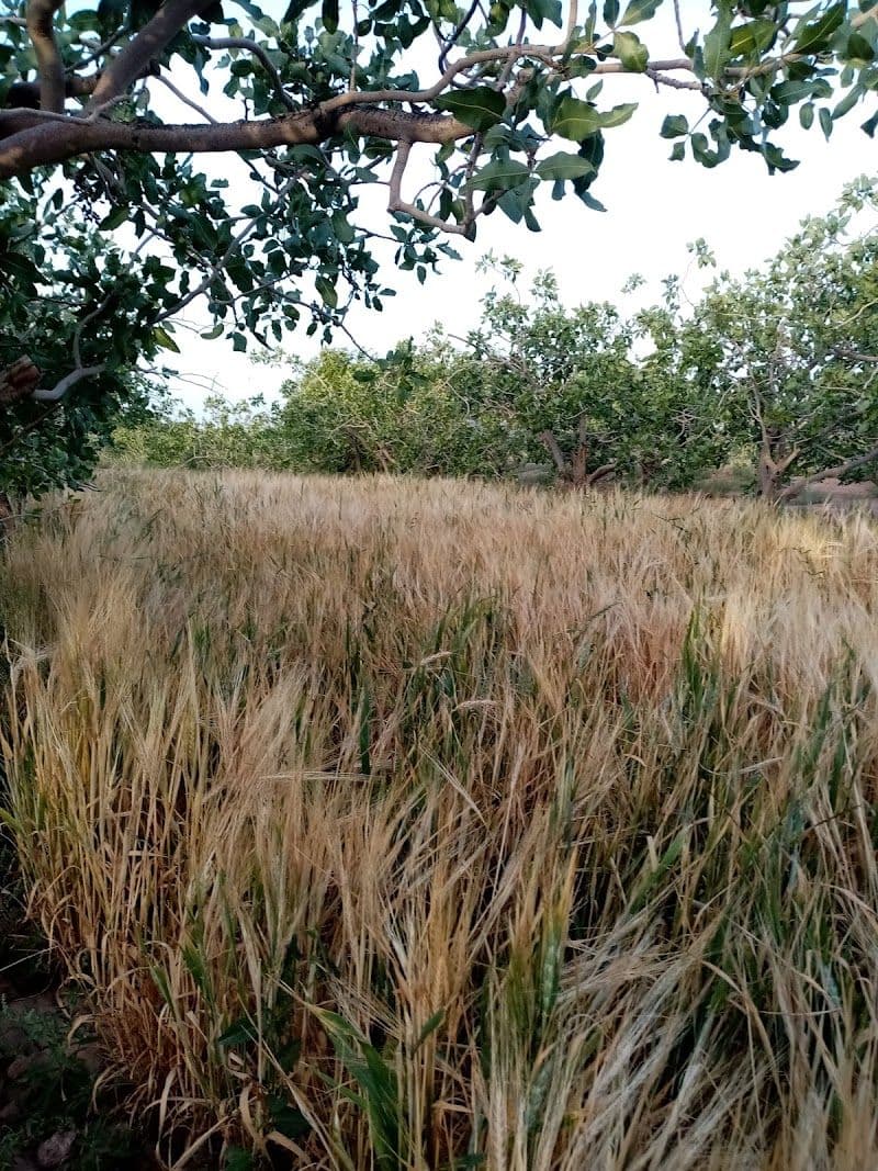 Top Seasons to Visit Zarand