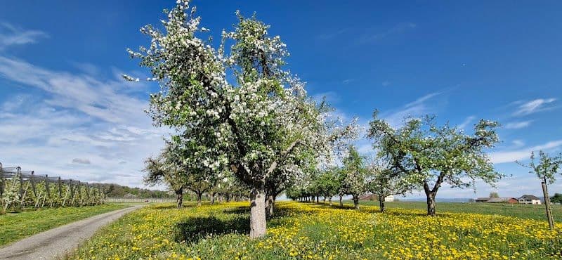 Altnauer Apfelweg - Altnau - Switzerland - Booked ai